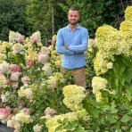 Hortenzia metlinatá (Hydrangea paniculata) ´FRAISE MELBA´®  - výška 30-50 cm, kont. C3L